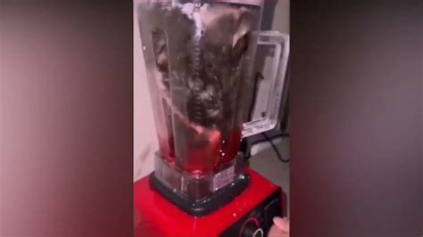 the cat blender video twitter